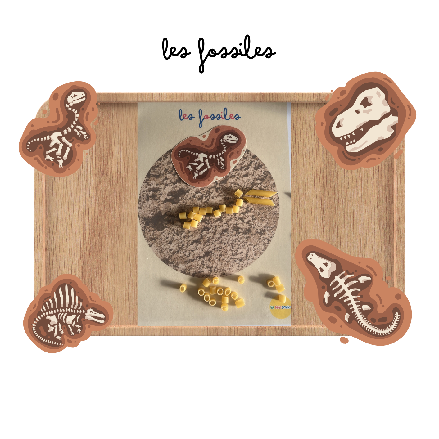 Activité : Atelier montessori sur les fossiles