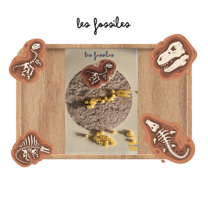 Activité : Atelier montessori sur les fossiles