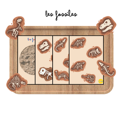 Activité : Atelier montessori sur les fossiles